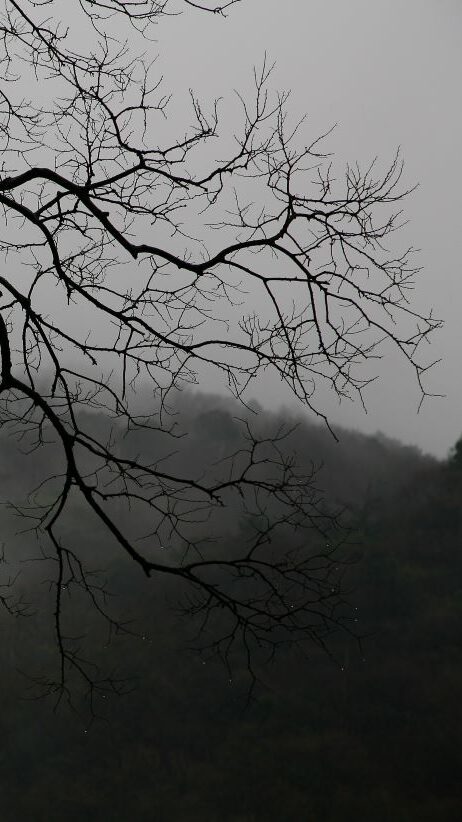 ragged tree branches reaching down over a misty background